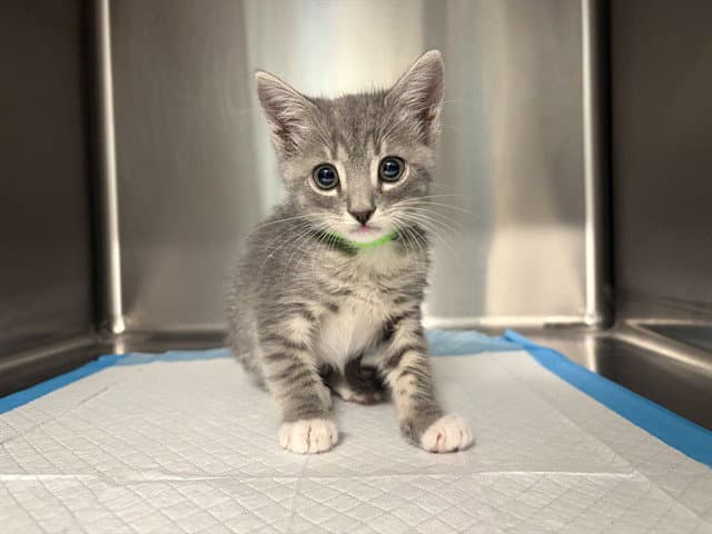 Science - Domestic Short Hair