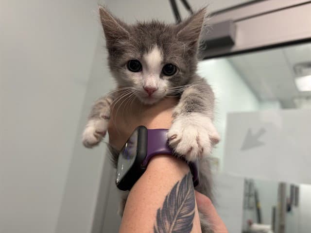 English - Domestic Short Hair