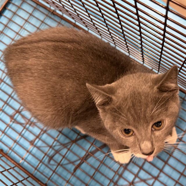 Lunchbox - Domestic Short Hair