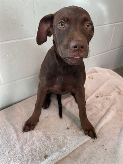 Crayon - Labrador Retriever