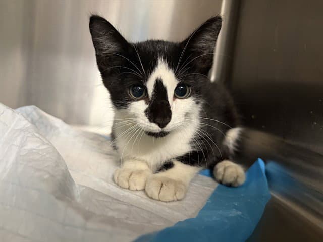 Rhett - Domestic Short Hair