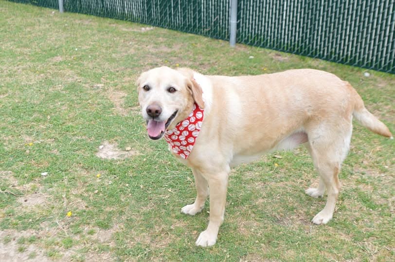 Noodle Bug - Labrador Retriever