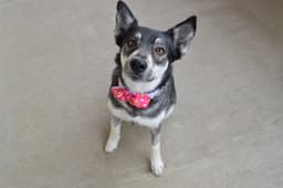 Floofodil image 1