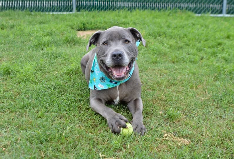 Creed - Pit Bull Terrier