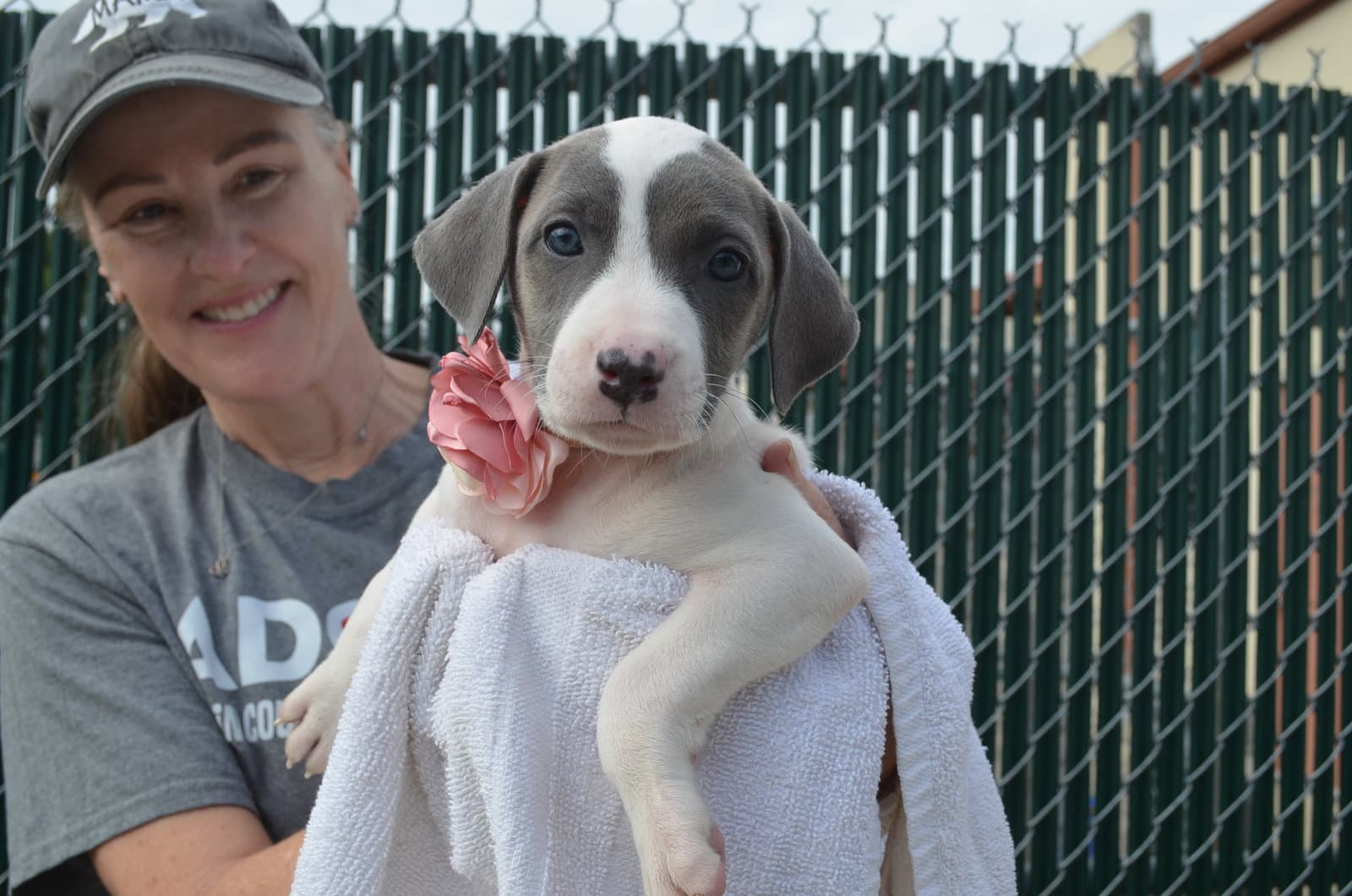 Rose - Pit Bull Terrier