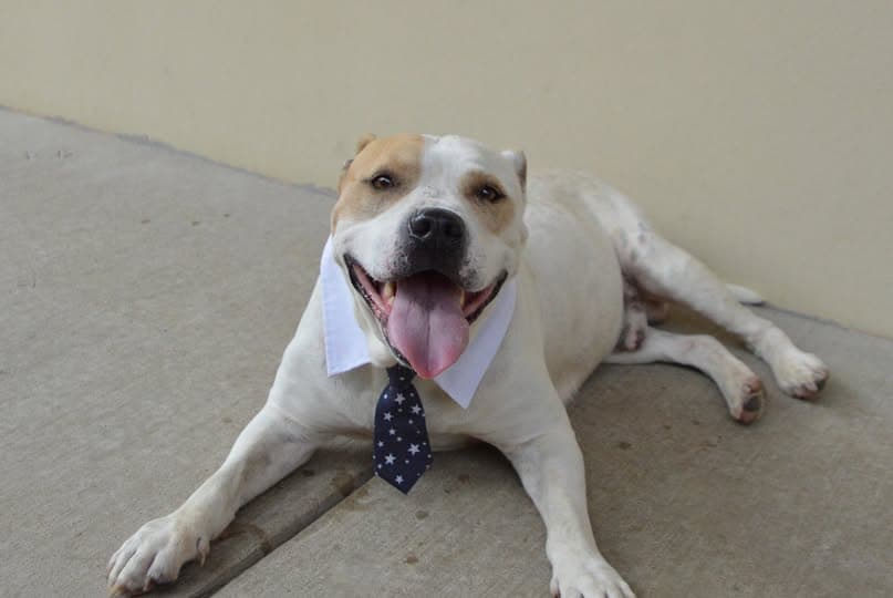 Boulder - American Pit Bull Terrier