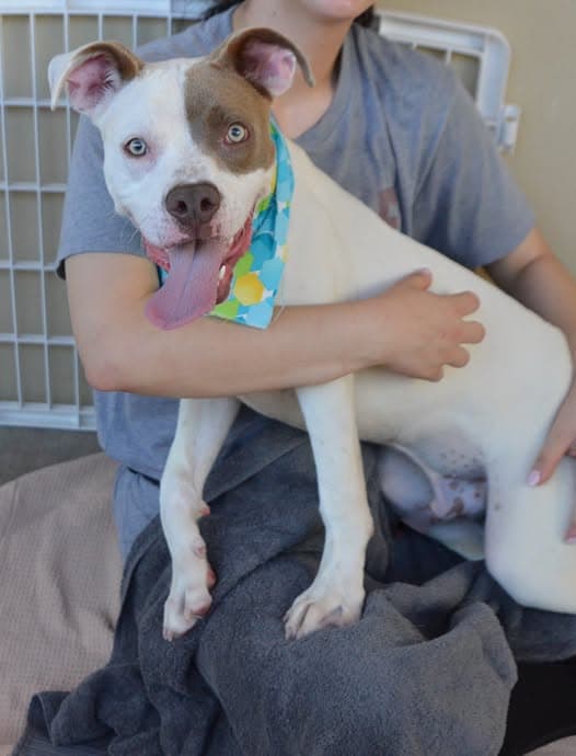 Ronoldo - American Pit Bull Terrier