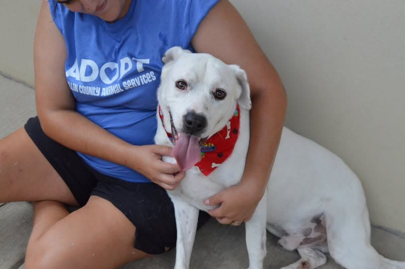 Flurry - American Pit Bull Terrier