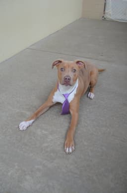 Huxley image 1
