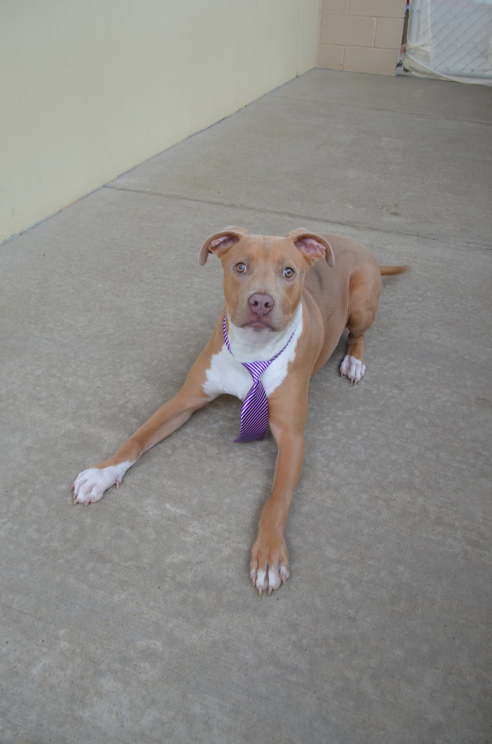 Huxley - American Pit Bull Terrier
