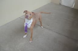 Huxley image 2