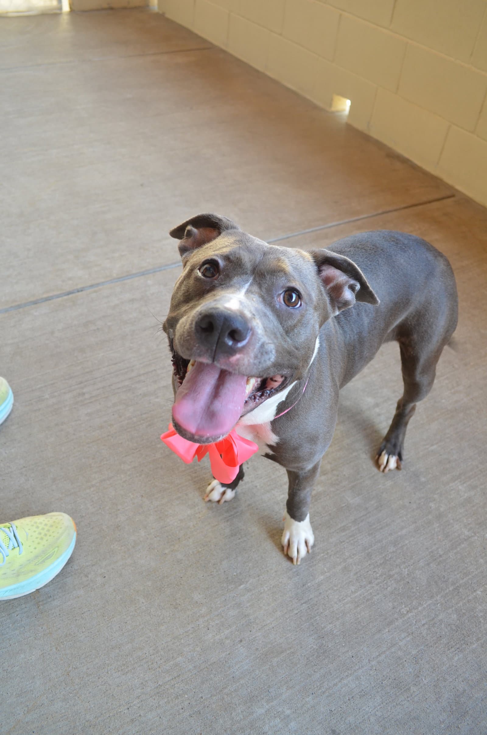 Router - American Pit Bull Terrier