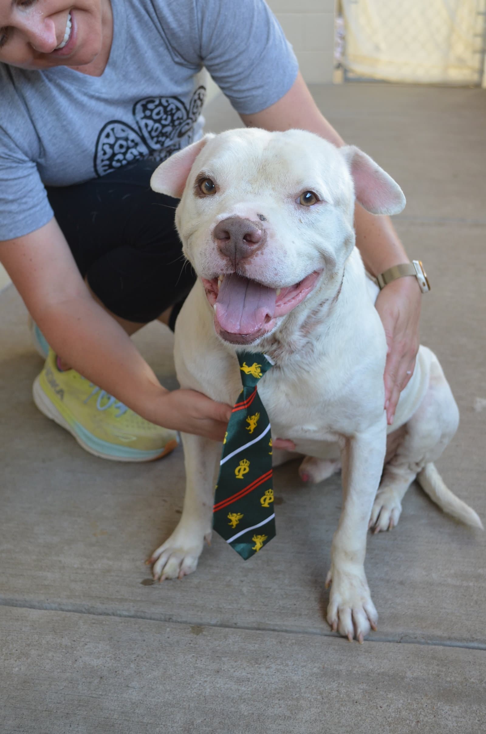 Briefcase - American Pit Bull Terrier