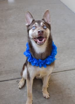 Koda image 1