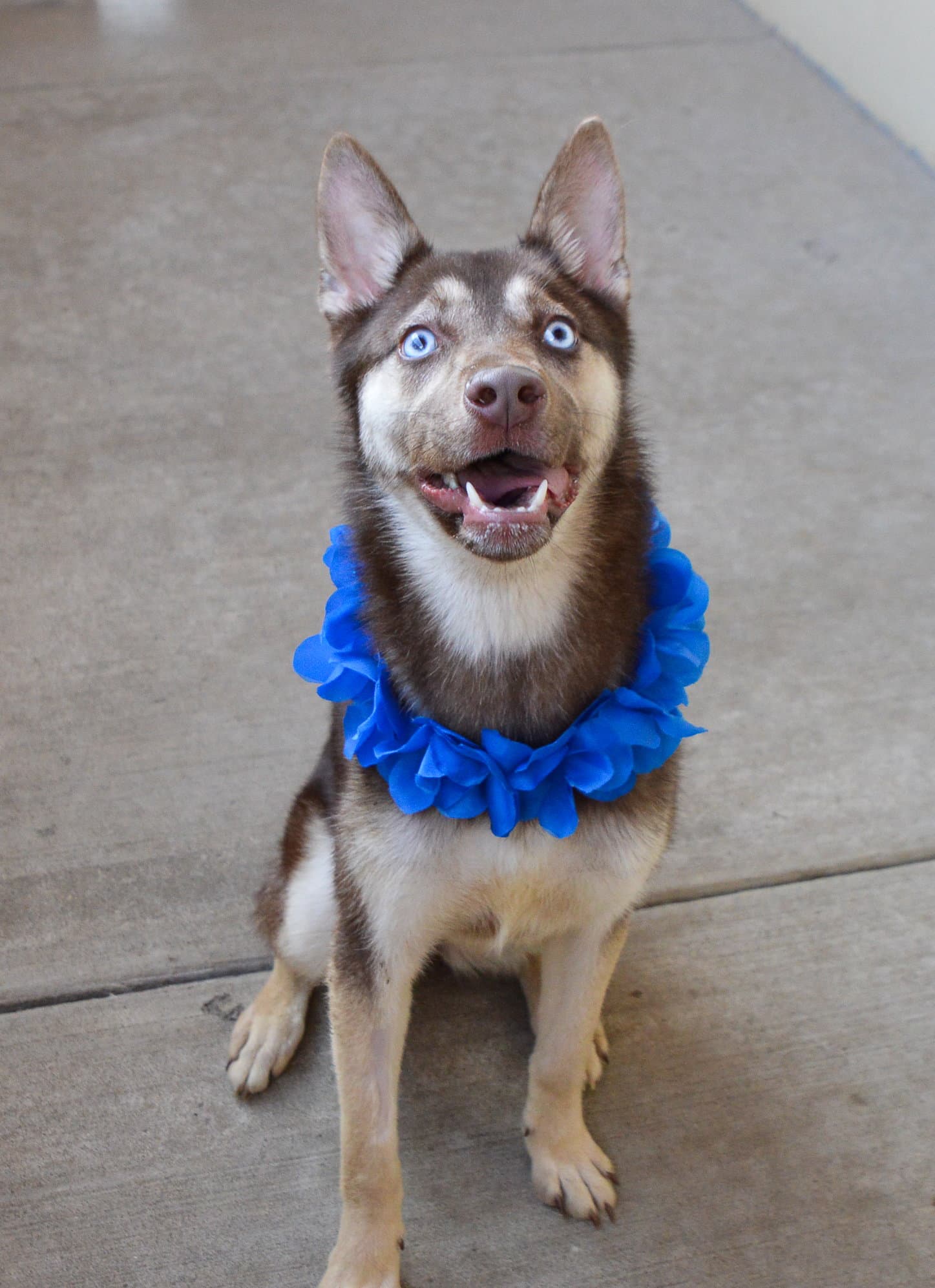 Koda - Husky
