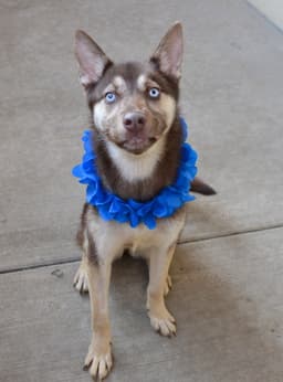 Koda image 2