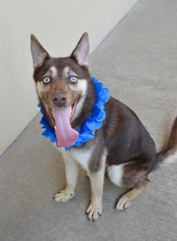 Koda image 3