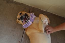 Millie image 1