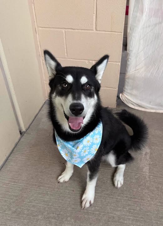 Storm - Husky