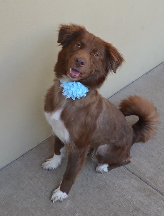 Lola - Australian Shepherd