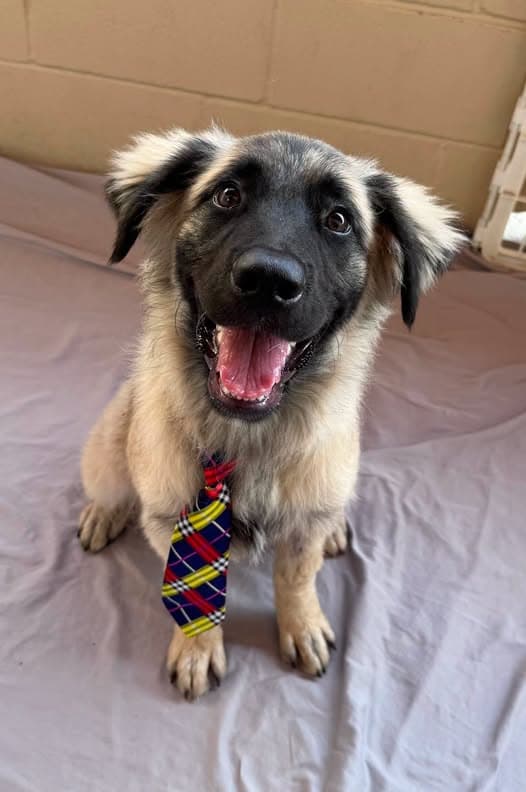 Rolo - Anatolian Shepherd