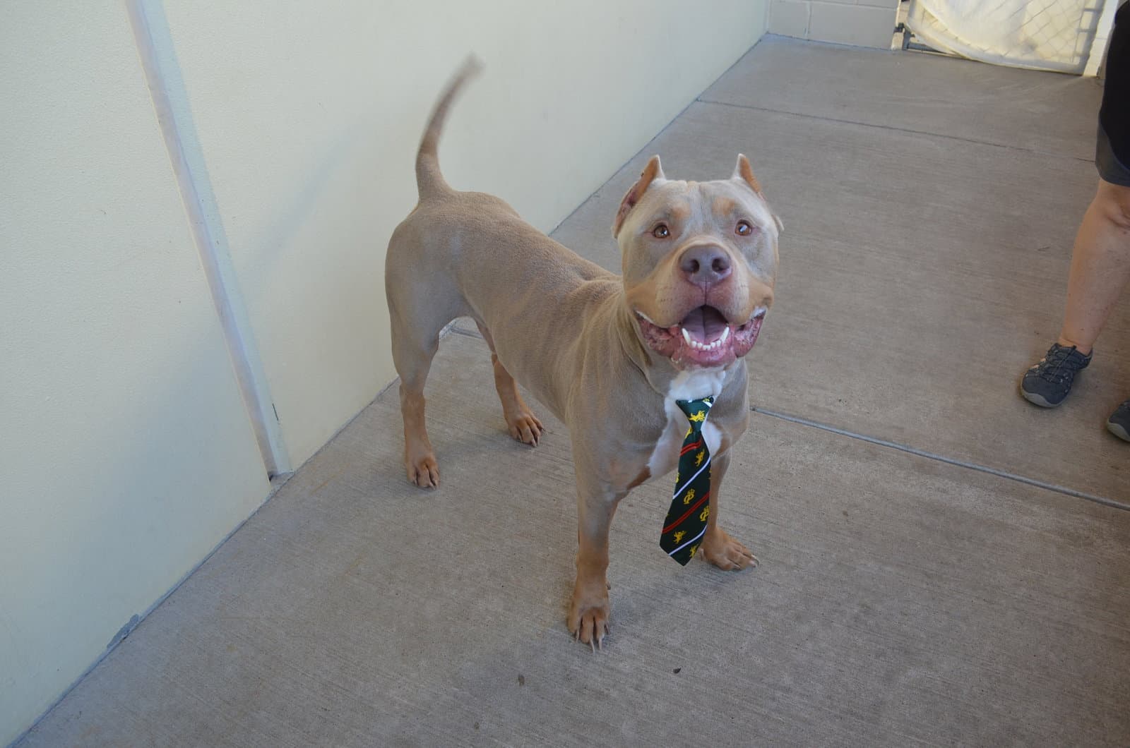 Twix - American Pit Bull Terrier