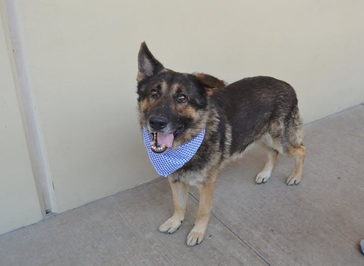 Snorlax - German Shepherd Dog