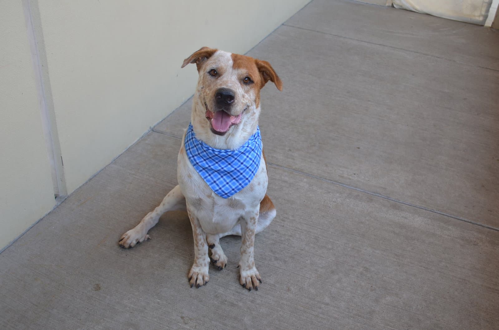 Rowlet - Australian Cattle Dog/Blue Heeler