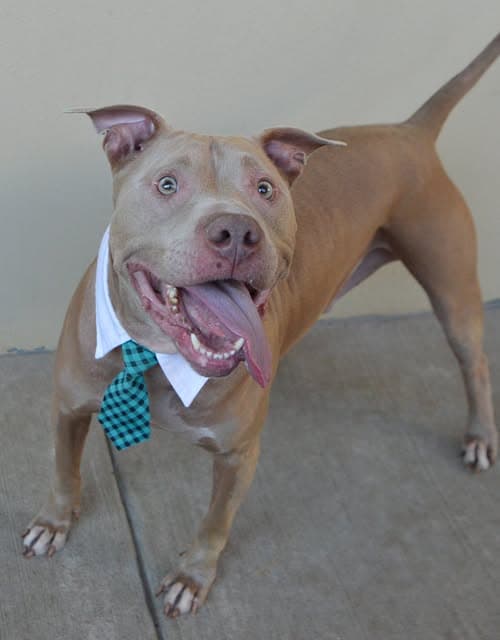Kree - American Pit Bull Terrier