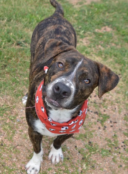 Slate - Boxer