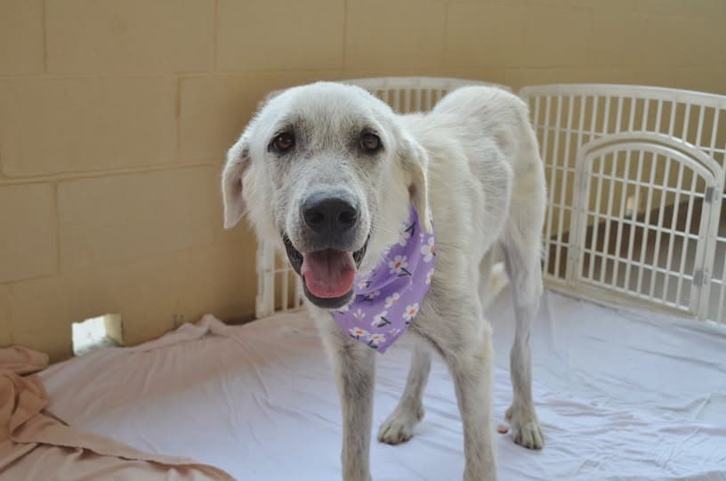 Andromeda - Great Pyrenees