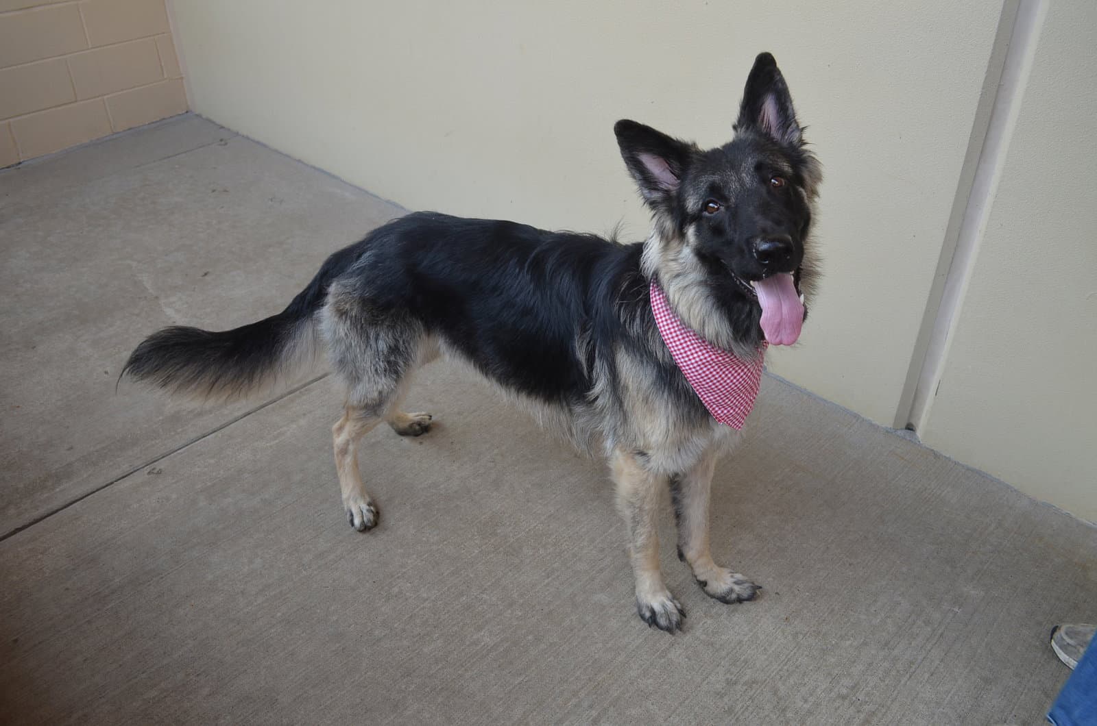 Phoenix - German Shepherd Dog