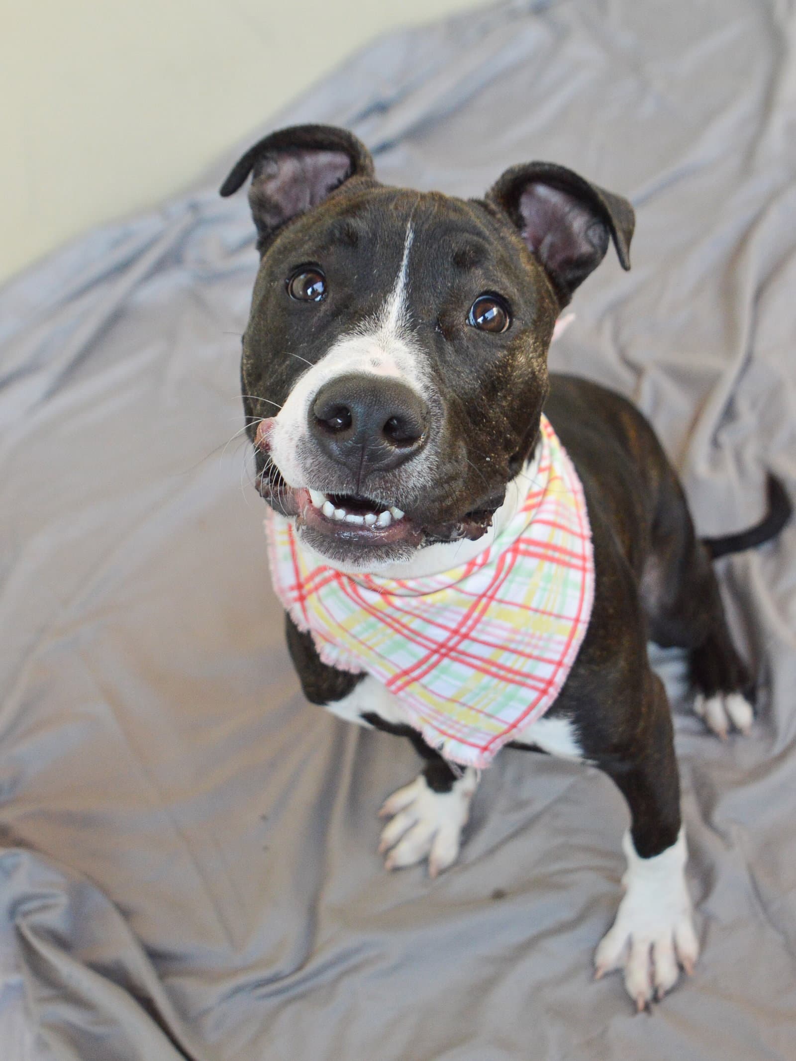 Gumdrop - American Pit Bull Terrier