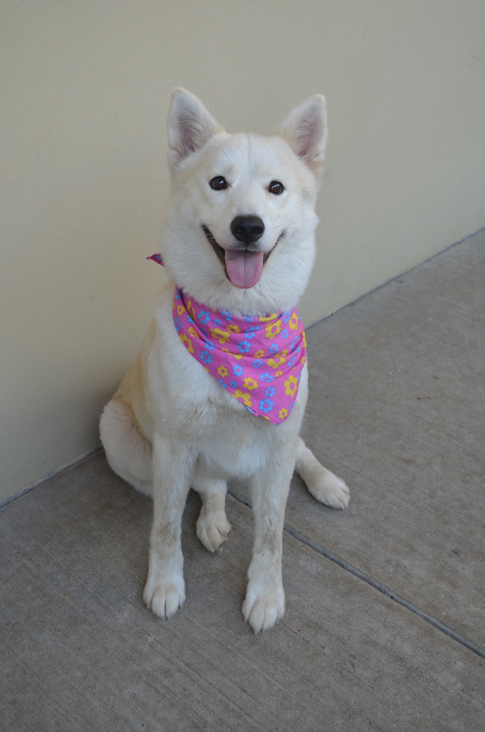 Happiny - Husky