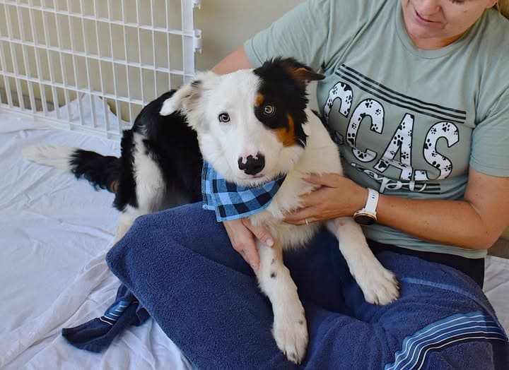 Sol - Border Collie