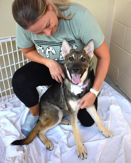 Lyra - German Shepherd Dog