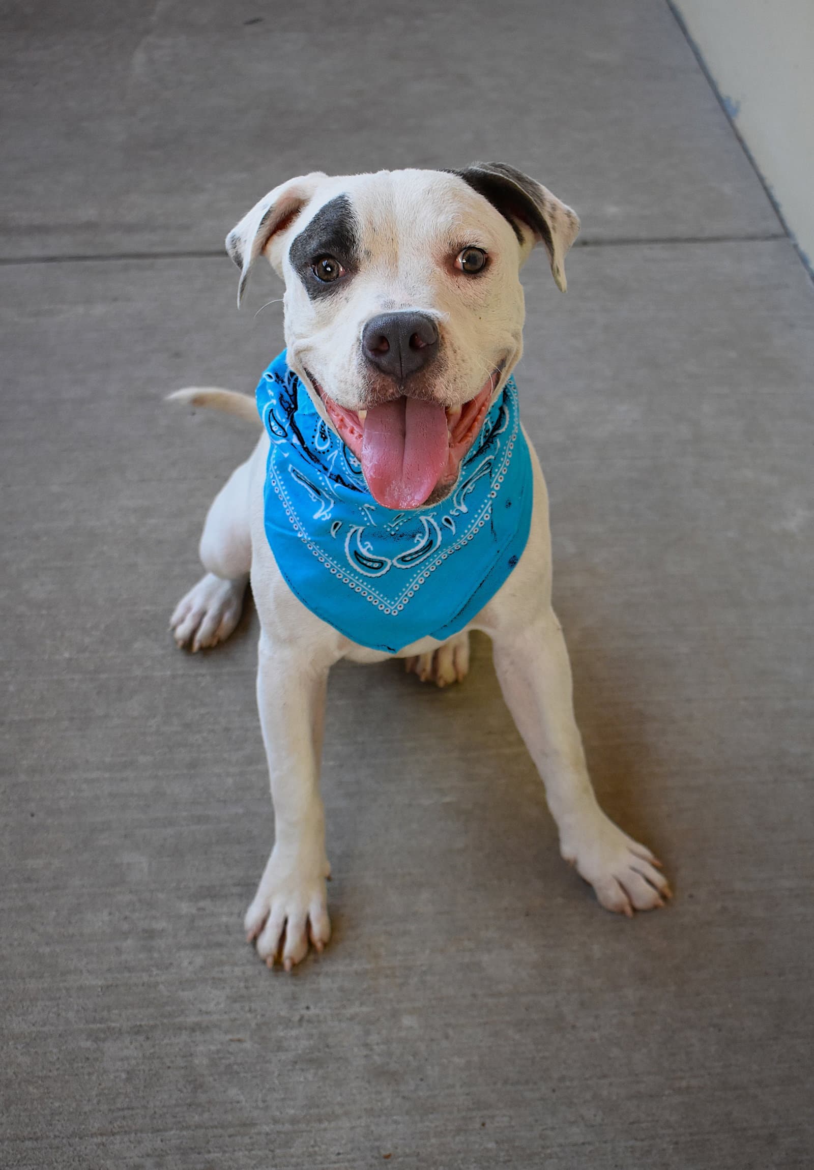 Petey - American Pit Bull Terrier