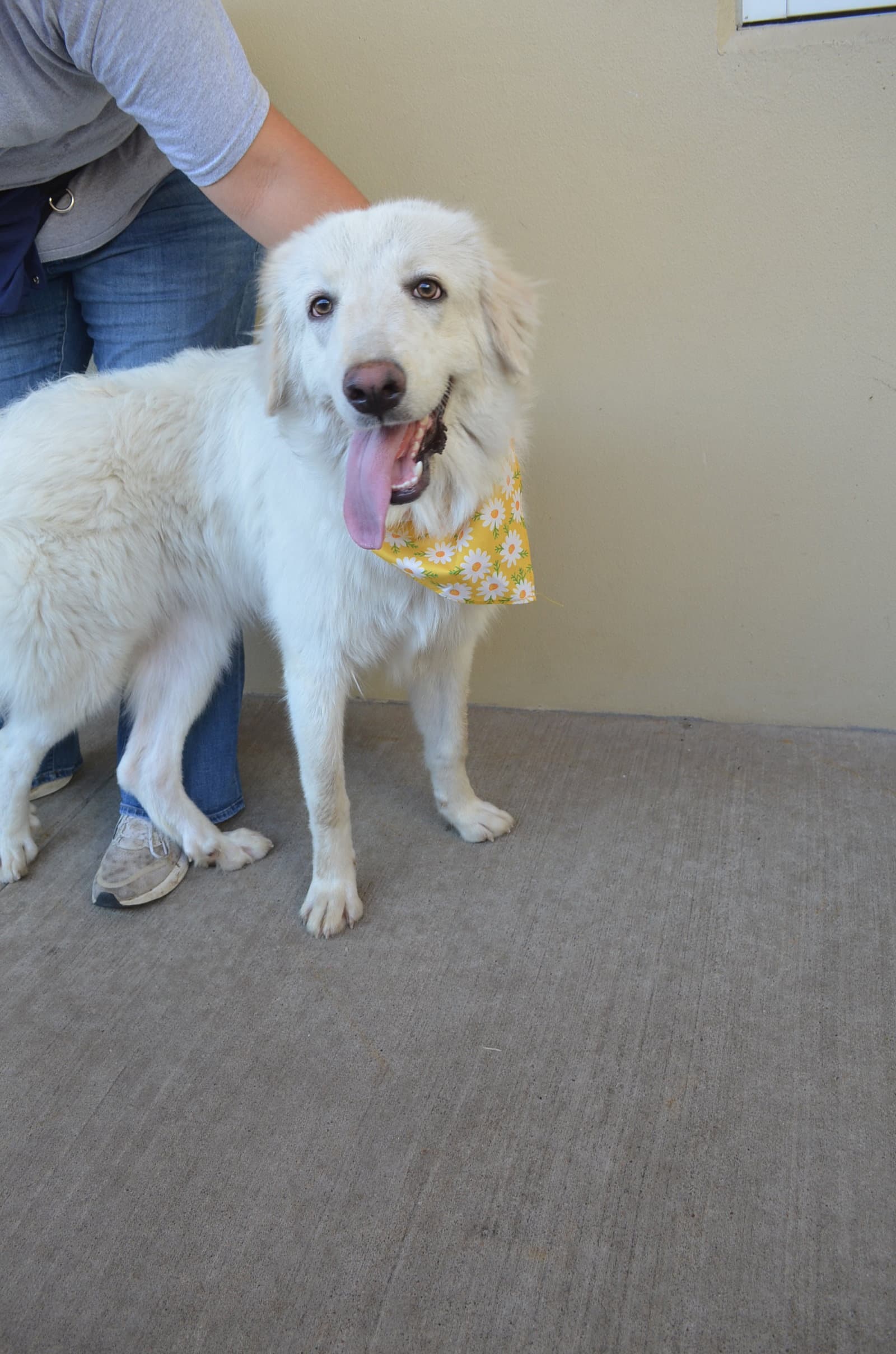 Norma - Great Pyrenees