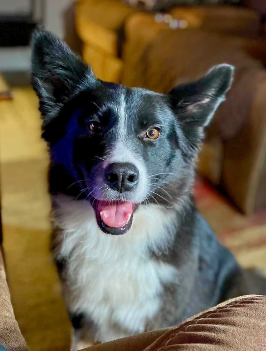 Bonnie - Border Collie