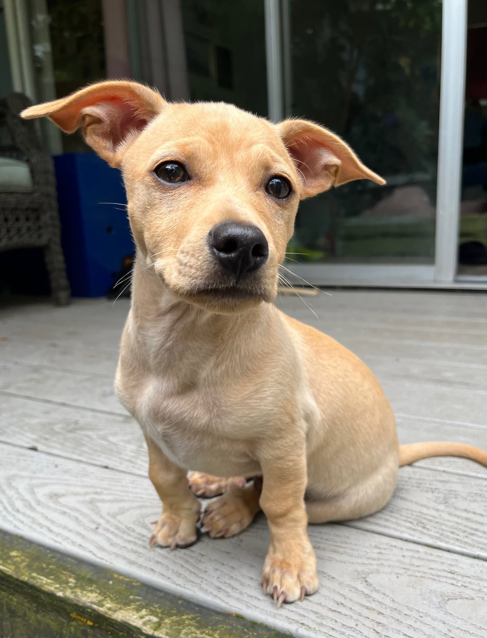 Starscream - Chihuahua
