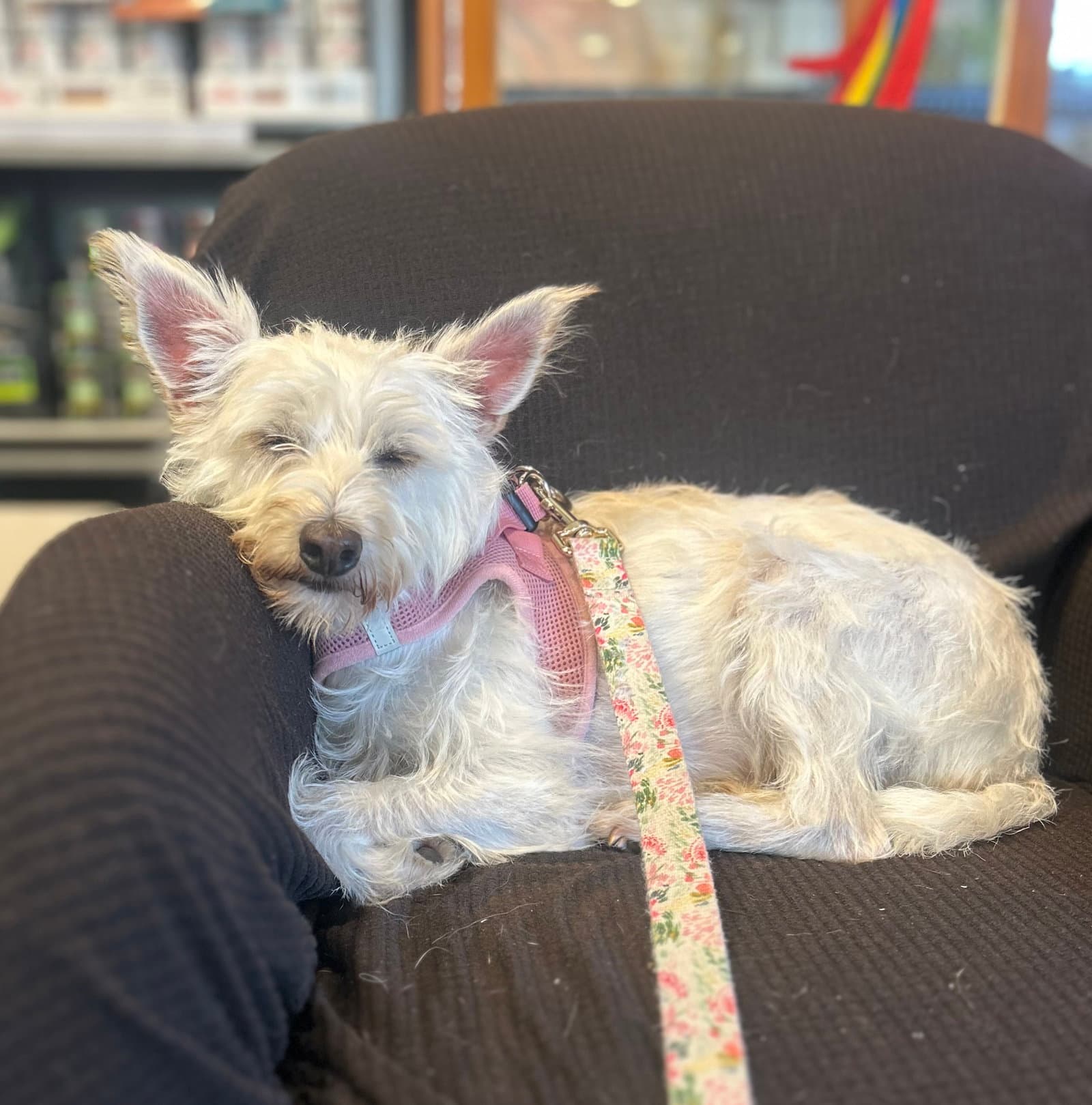 Miss Fluer - Cairn Terrier