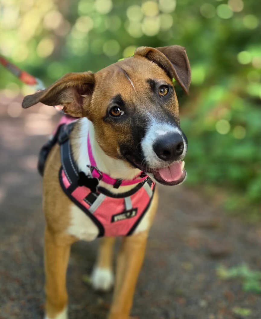 Tilly - Basenji