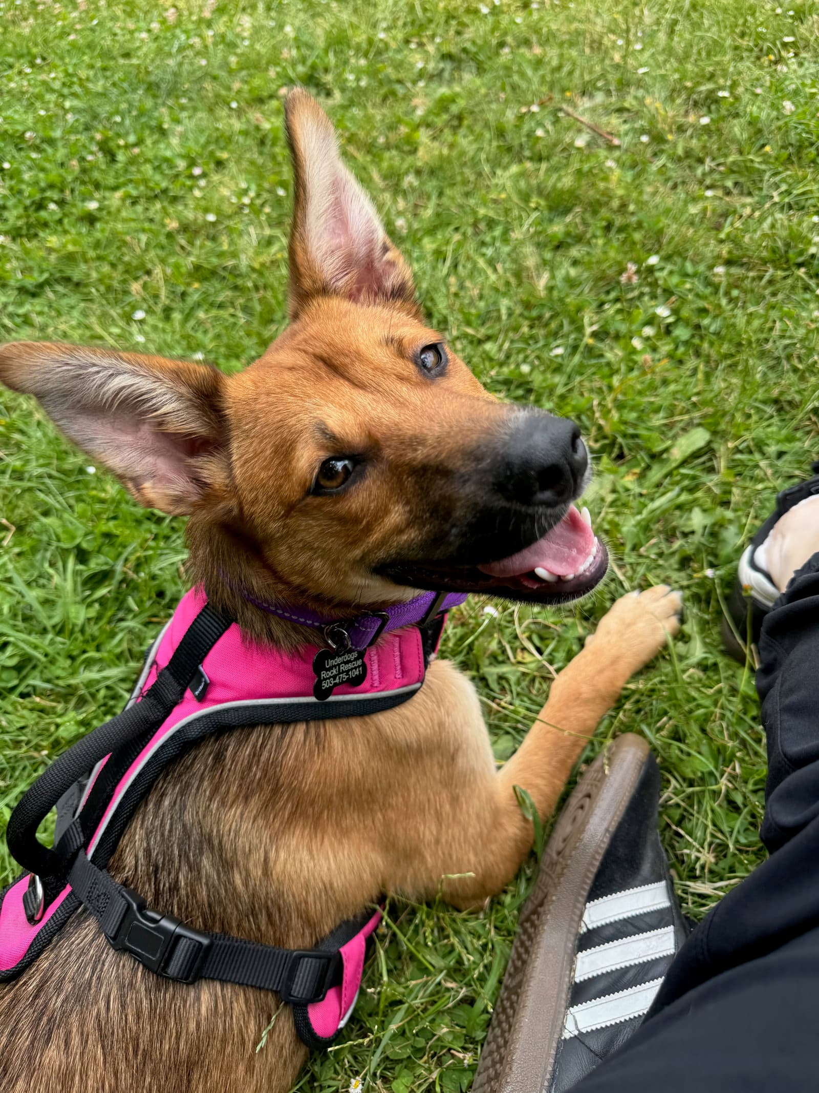 Yaz - Basenji
