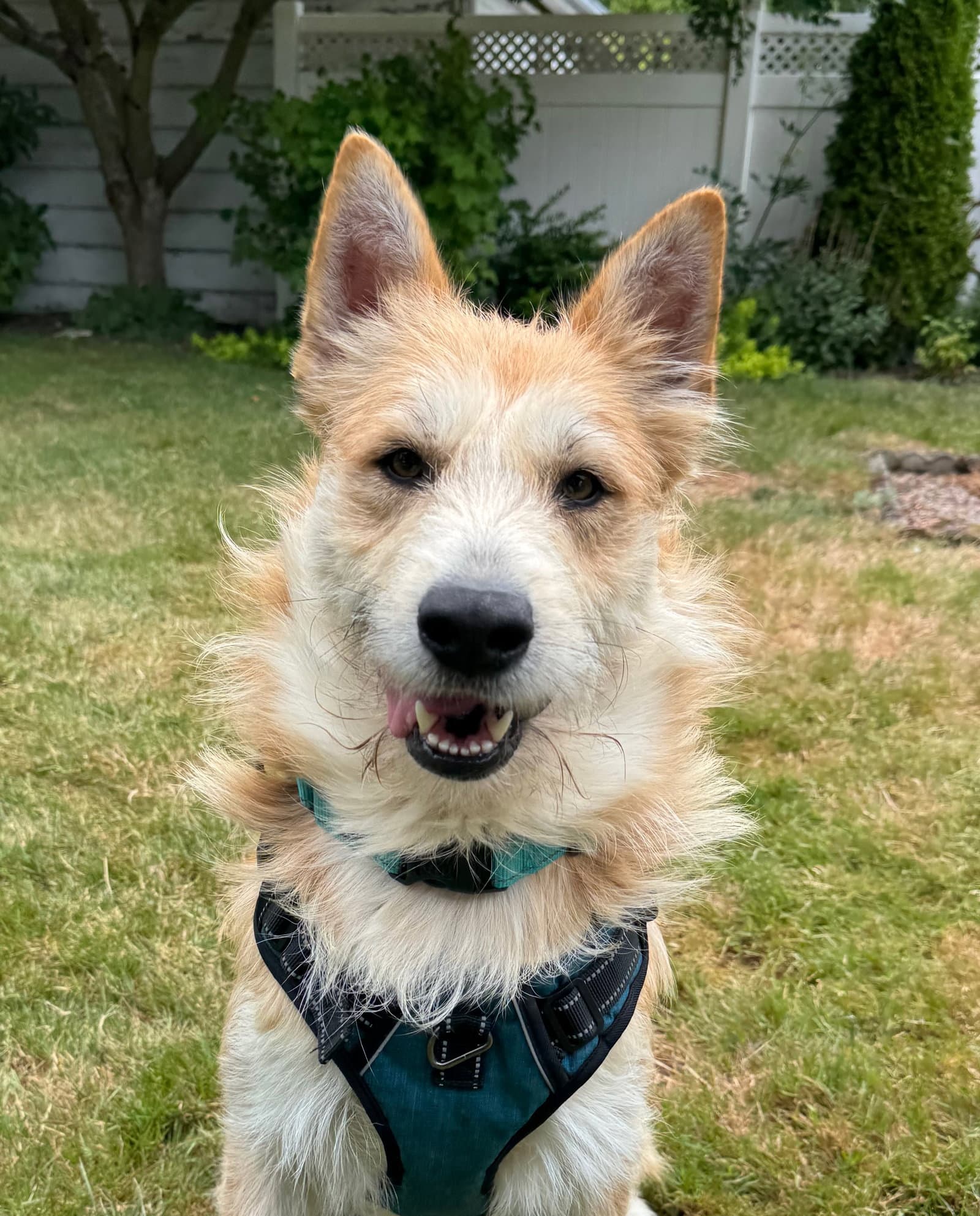 Fizzy - Picardy Shepherd