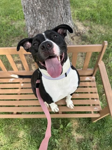 Janie - Pit Bull Terrier