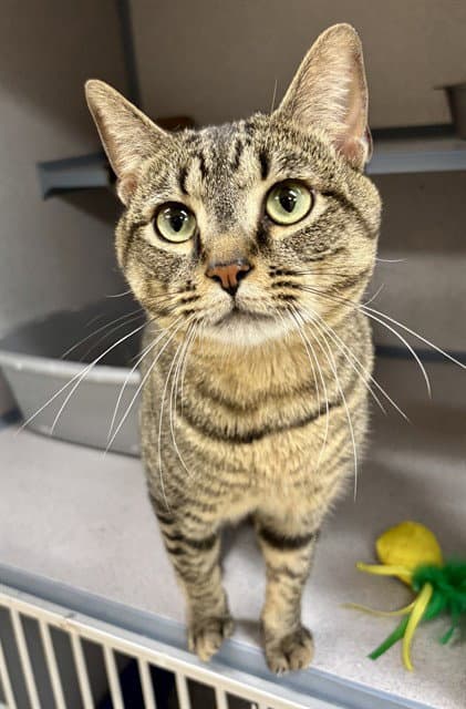 Jack Rabbit - Domestic Short Hair
