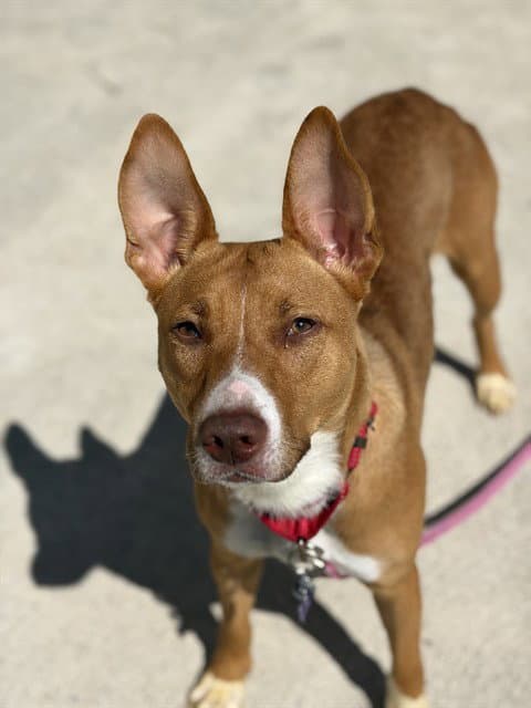 Penelope - Basenji