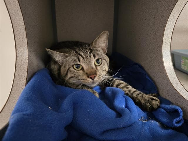 Cat Burgler - Domestic Short Hair