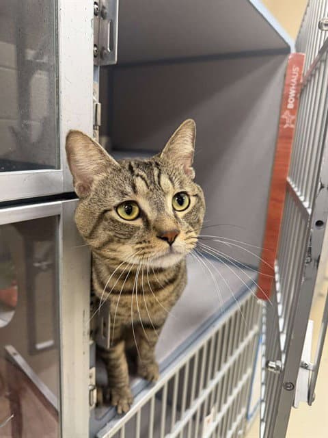 Sparkle - Domestic Short Hair