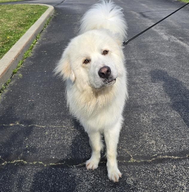Tuck - Great Pyrenees